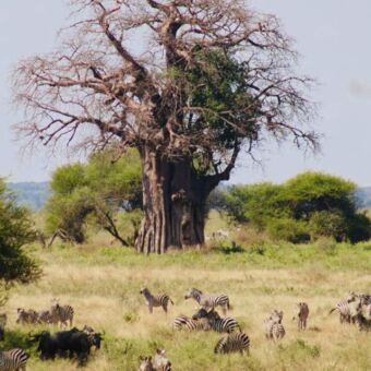 gnoes en zebra'sgrazend met op de achtergrond een grote baobab