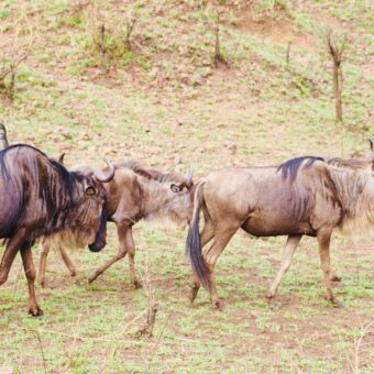 groepje gnoes lopend in enduiment tanzania