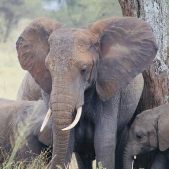 groepje olifanten met kleintjes zich schrapend aan een boom