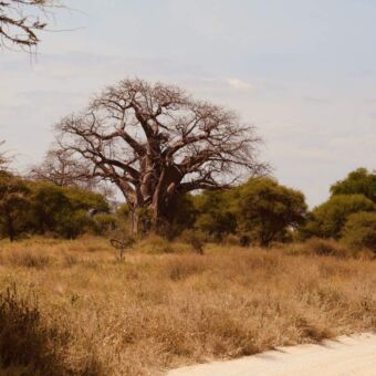 grote baobab in tarangire national park tanzania