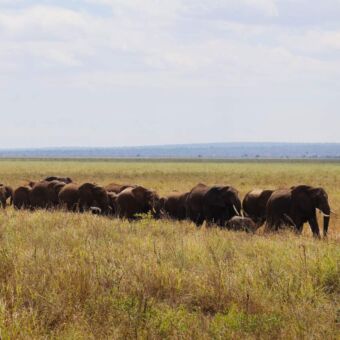 grote groep olifanten bij het moers in tarangire tanzania