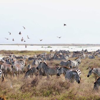 grote groep zebra's en flamigno's bij lake ndutu tanzania