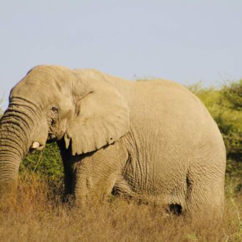 grote mannetjes olifant met een gebroken slagtand