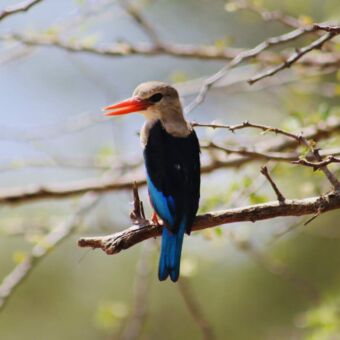 ijsvogel op de tak in een boom rondreis tanzania