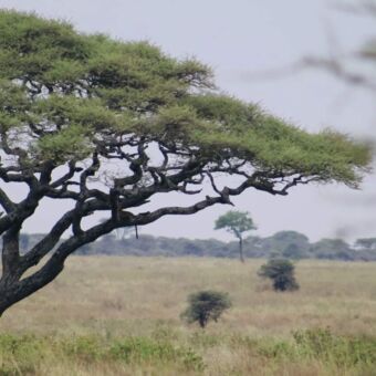 je ziet nog net een staartje van een luipaard in een acaciaboom