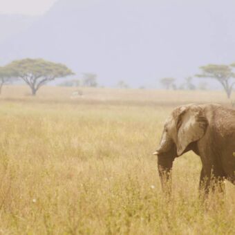 jonge olifant in het goedgele gras op de vlaktes van de serengeti