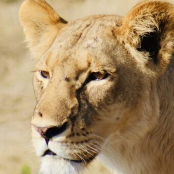 lclose up van leewinkop die geconcentreerd kijkt