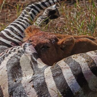 leeuwin die een zebra op peuzeld