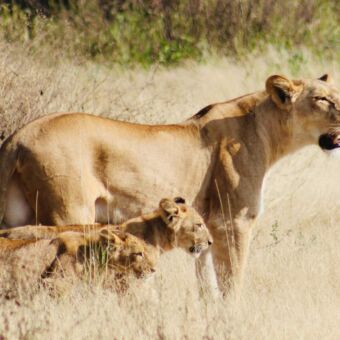 leeuwin met haar twee welpjes in het goudgelegras van ndutu tanzania