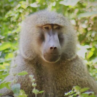 mannetjes baboon tussen het groen lake manyara tanzania