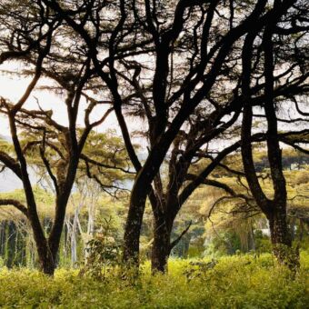 ngorongoro gebied met de typische begroeing en bossen