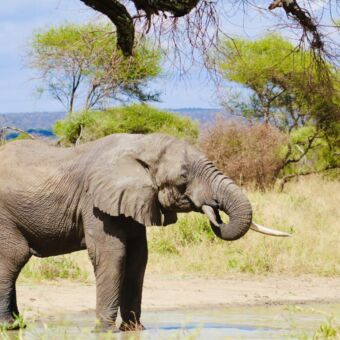 olifant die water drinkt bij een plas tanzanai safari tarangire