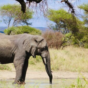 olifant die water drinkt uit een poel in tarangire tanzania individuele rondreis