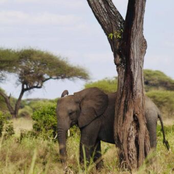 olifant die zich schuurt langs een boom om van de jeuk af te zijn safari tanzania