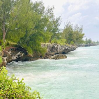 rots kust met begroeing zanzibar tanzania