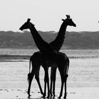 twee giraffen staand in het water elk een andere kant opkijkend