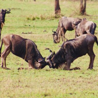 twee gnoes die vechten met de koppen tegen elkaar