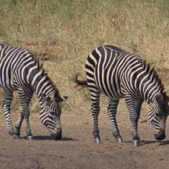 twee grazende zebras op de serengeti tanzania