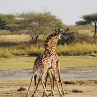 twee vechtende giraffen reiservaring tanzania