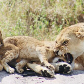 twee welpjes waarvaqn een door de moeder wordt terecht gewezen tanzania prive rondreis