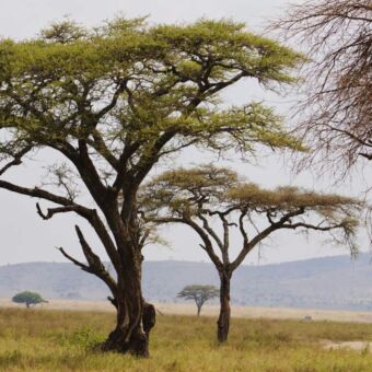 typisch landschap van de serengeti met de paraplu acacia safari rondreis tanzania