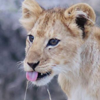 welpje met de tong uit zijn mond