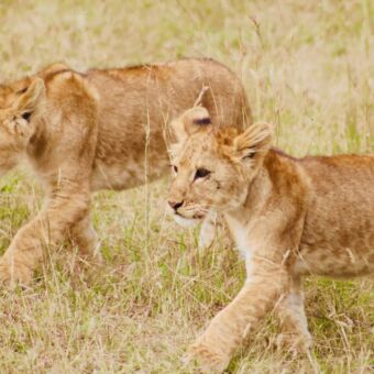 welpjes lopend door het goudgele gras