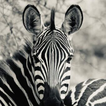 zebrakop die je rech aankijkt in sepia