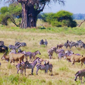 zebra's en elanden grazend in tarangire national park tanzania