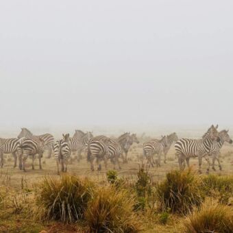 zebra's in de ochtend mist ngorongoro krater tanzania