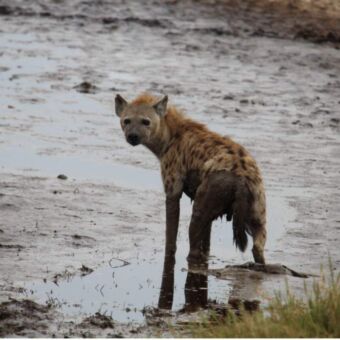 Hyeana staand in een plas
