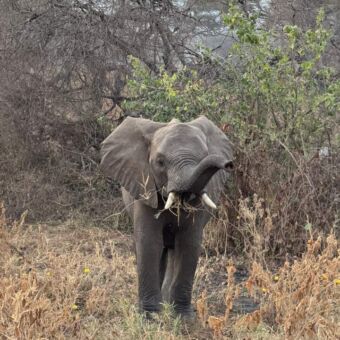 Jonge olifant met een tak in zijn bek