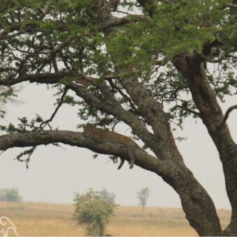Luipaard liggend op een tak in een boom