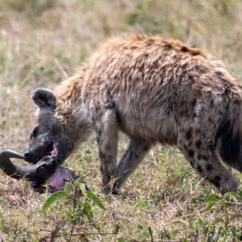 Hyena die eet aan de schedel van een gnoe