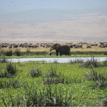 Olifant met grote migratie op de achtergrond