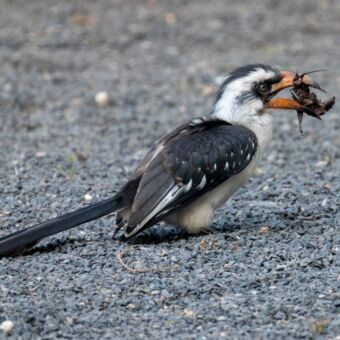Hornbill met prooi in zijn bek Hornbill met prooi in zijn bek