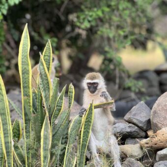 aapje staand met zijn handen een plant