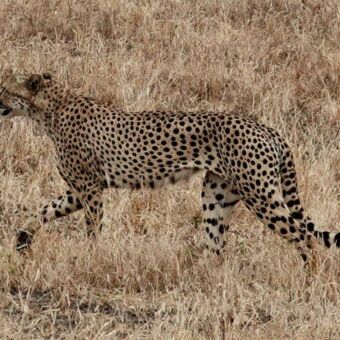 cheeta lopen door het goudgele gras in Ndutu