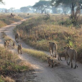 Drie leeuwinnen met kleintjes in Ndutu