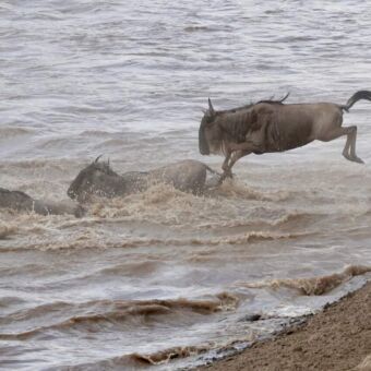 gnoes die in het water springen van de Mara rivier Tanzania