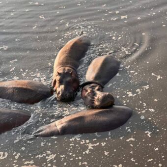 hippo's in een pool