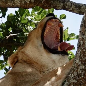 leeuwin met opengesperde bek liggend in een boom