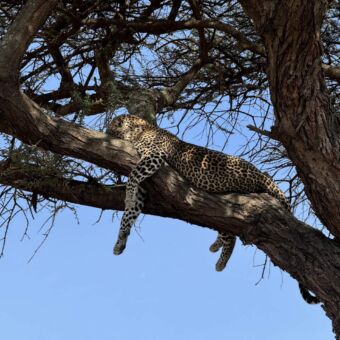 luipaard liggend op een tak in een acacia