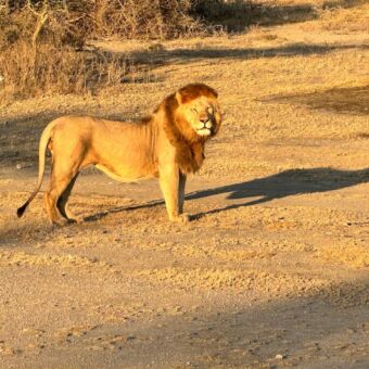 mannetjes leeuw met volle kraag staand in de ondergaande zon