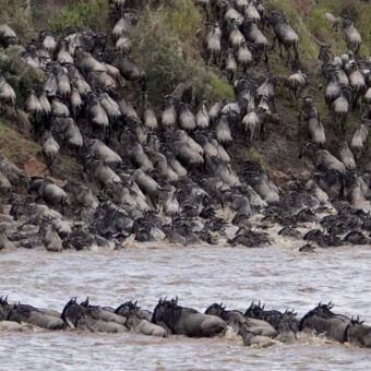 oversteek van gnoes door de Mara rivier