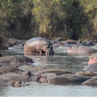 Poel vol met hippos serengeti
