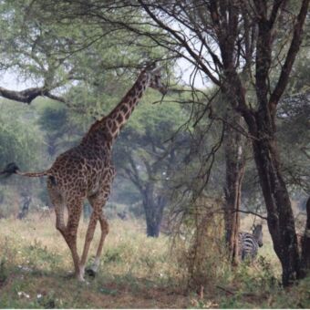 Rennende giraf in ndutu tanzania