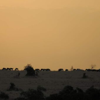 Aan de horizon een kudde gnoes bij een ondergaande zon