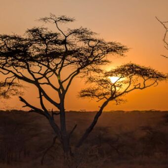 Door de takken van een boom een zonsondergang