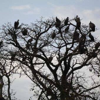 groep aasgieren in de boomtoppen